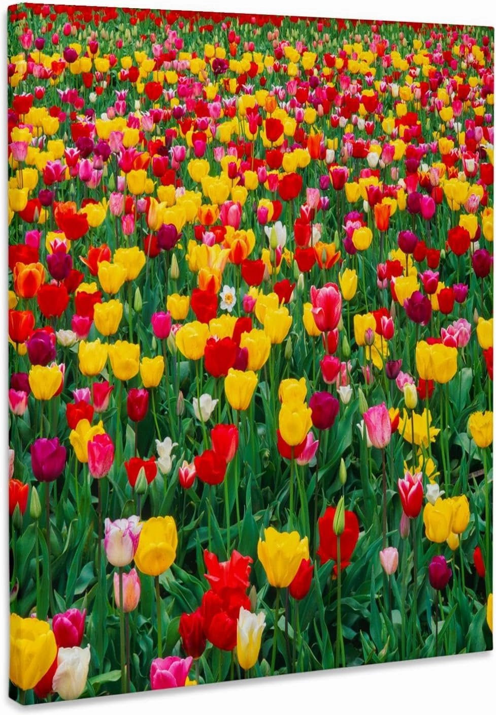 3dRose, Oregon, Willamette Valley, Field of colorful tulips in spring bloom., Museum Grade Canvas Wrap 11x14