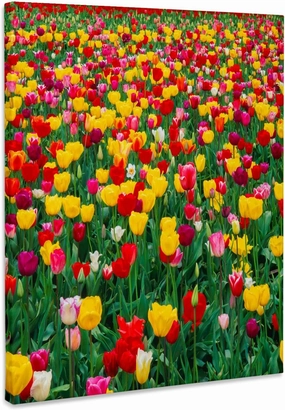 3dRose, Oregon, Willamette Valley, Field of colorful tulips in spring bloom., Museum Grade Canvas Wrap 11x14