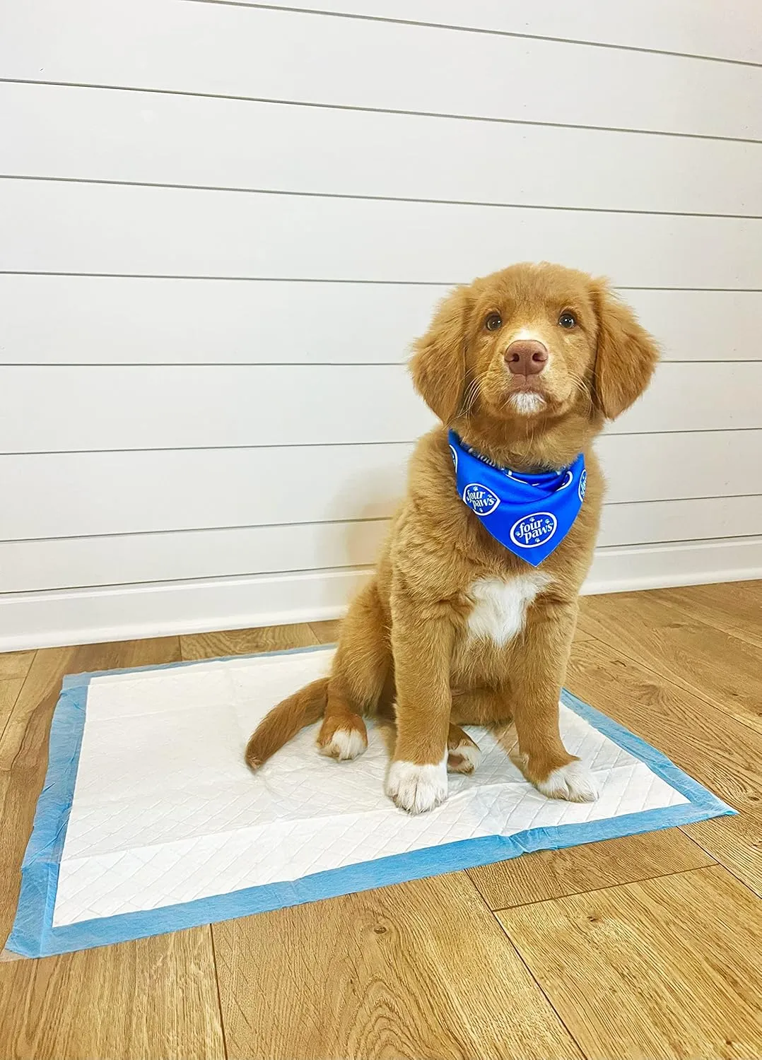 Four Paws Wee-Wee Odor Control with Febreze Freshness Pee Pads for Dogs & Puppies, Leak-Proof Dog Housebreaking Potty Training Floor Protection, Spring Fresh Scent, 22" x 23", 100 Count