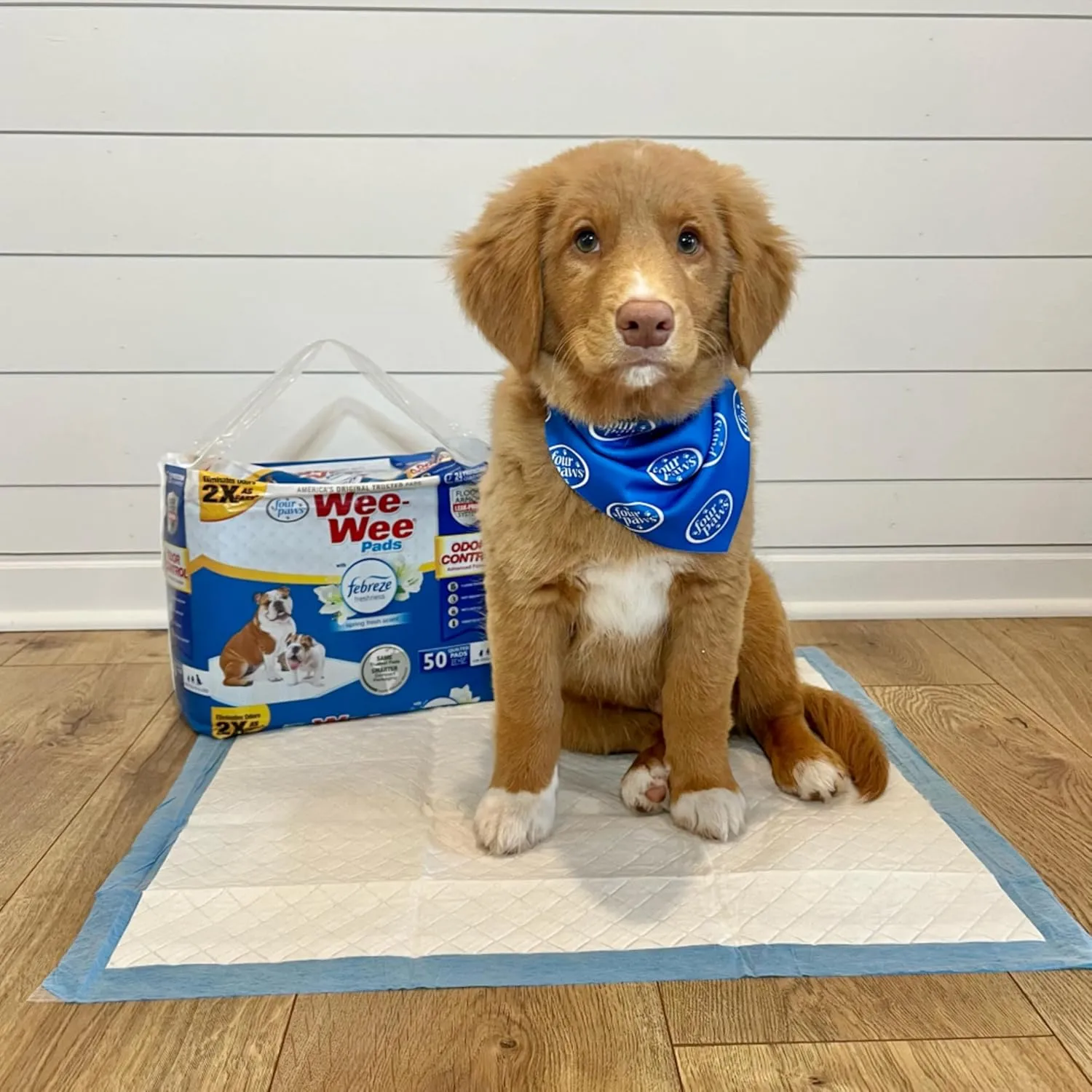 Four Paws Wee-Wee Odor Control with Febreze Freshness Pee Pads for Dogs & Puppies, Leak-Proof Dog Housebreaking Potty Training Floor Protection, Spring Fresh Scent, 22" x 23", 150 Count