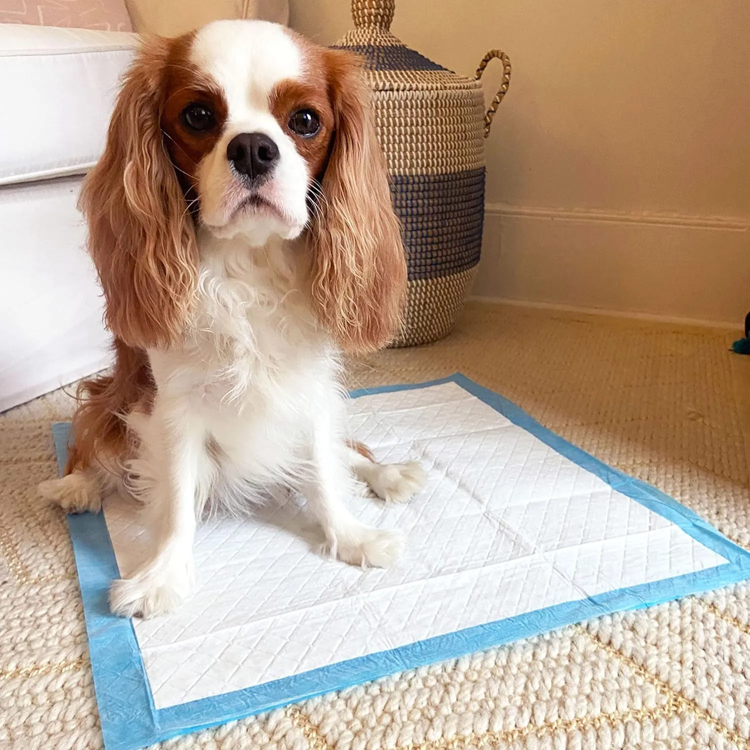 Four Paws Wee-Wee Odor Control with Febreze Freshness Pee Pads for Dogs & Puppies, Leak-Proof Dog Housebreaking Potty Training Floor Protection, Spring Fresh Scent, 22" x 23", 150 Count