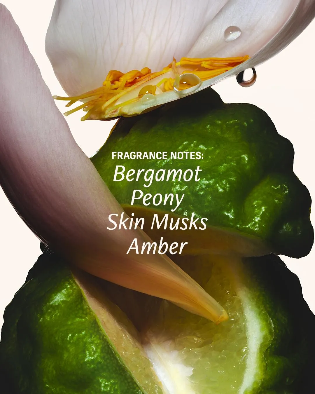 Perfume Oil Roll-On. Travel-Friendly Bergamot Bond Fragrance with Bergamot, Verbena, and Cashmere. Long-Lasting Essential Oil Parfum for Women and Men. 0.5 Fl Oz Scented Rollerball Bottle