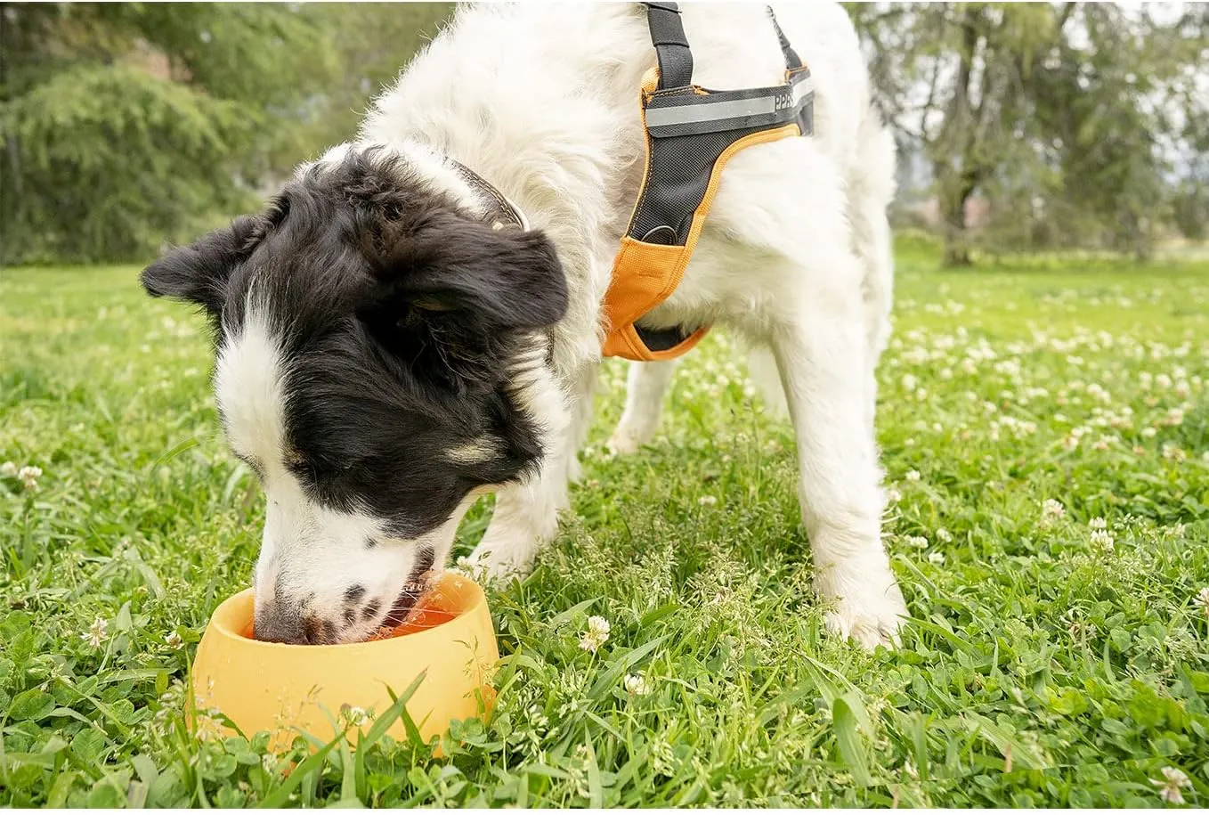 Yummy Travel Bowls – BPA-Free Silicone, 3-in-1 Travel Bowl Set for Dogs and Cats (Small, Very Berry)